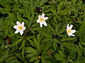 Anemone nemorosa IMG_9488 Zawilec gajowy